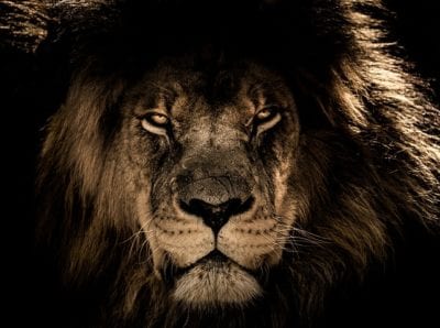 A Lion and A Lamb