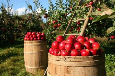 Fruits of the Spirit