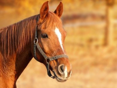 Bridle Tongue